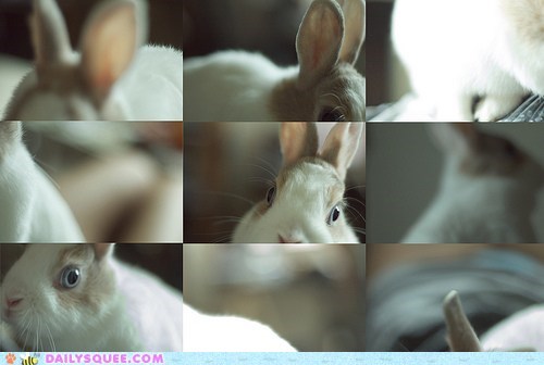 Acting Like Animals: Do You Like My Glamor Shots?