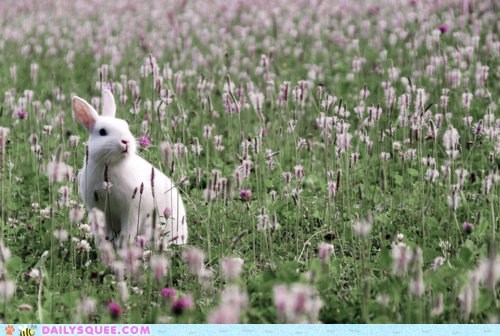In the Flowers