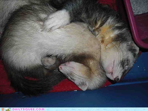 Reader Squees: Furry Ferret Nap