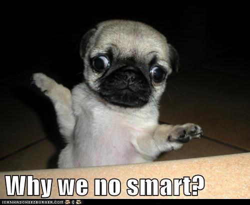 Why we no smart?
