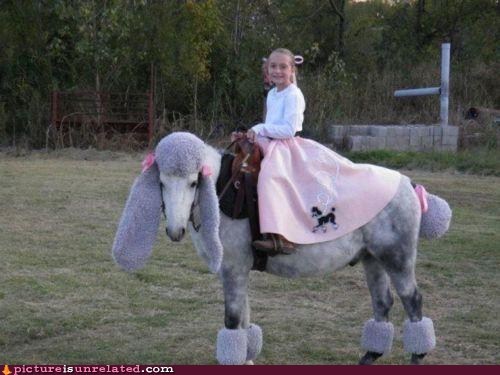 How to Humiliate Your Horse