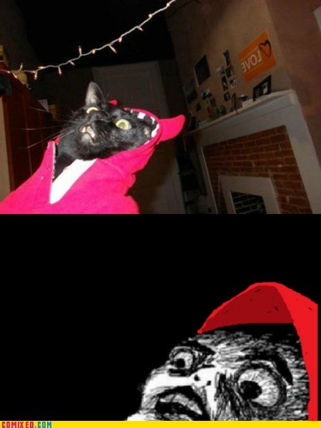Catify