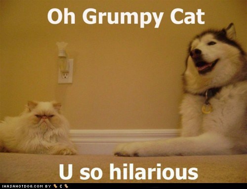 Oh Grumpy Cat U so hilarious
