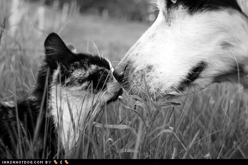 Kittehs R Owr Friends: Nice to Meet You!