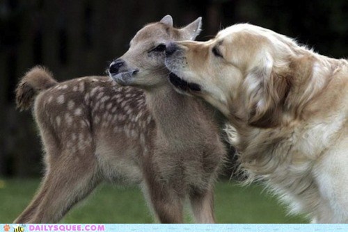 Interspecies Love: Gilded Love