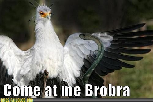 Bros: I don't think that bird is the slightest bit intimidated