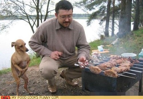 Are You Sure Those Chickens are Organic?