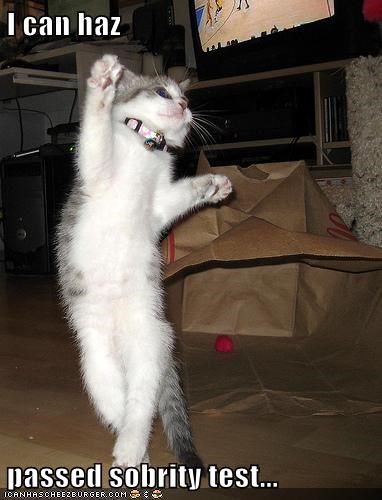 I can haz