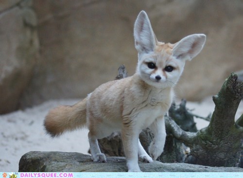 Fennec Bedhead