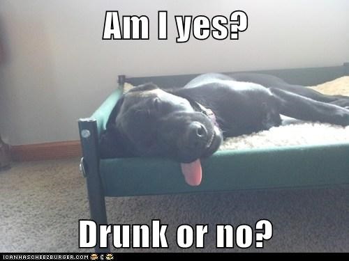 Am I yes?  Drunk or no?