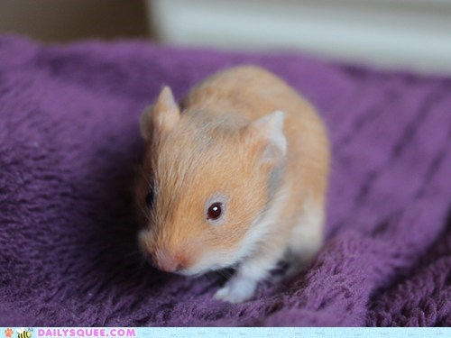 Reader Squees: Ham-Baby