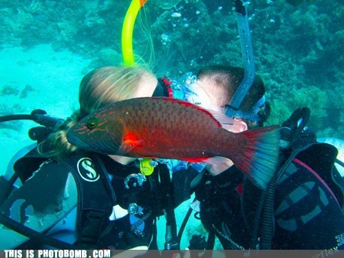 Not Even Fish Want to See PDA