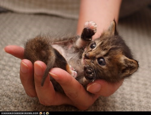 Cyoot Kitteh of the Day: It's Dangerous to Go Alone.  Take This!