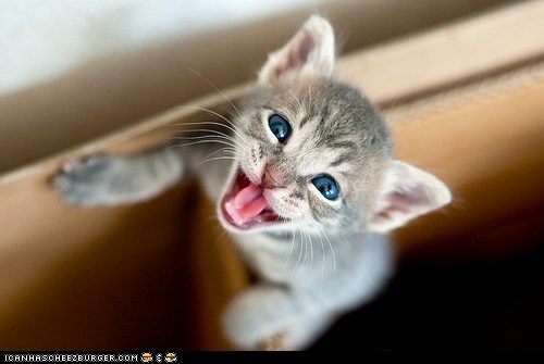 Cyoot Kitteh of teh Day: Hey, You Up There!  Pay Attention to Me!  I'm Cute!