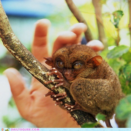 Creepicute: Menacing Tarsier is Menacing