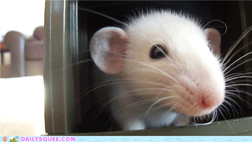 Reader Squees: Snowball the Rattie
