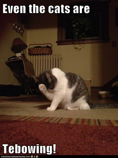 Even the cats