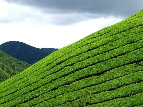 Tea Hills, Cameron Highlands, Malaysia