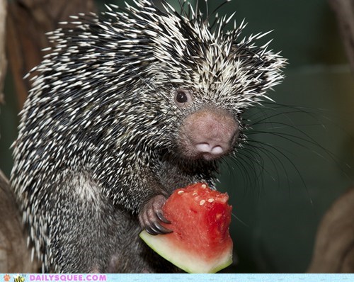 Squee Spree: Watermelon Nom Time