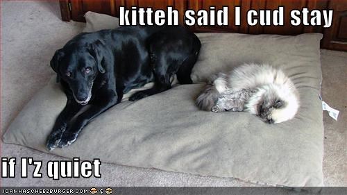 kitteh said I cud stay  if I'z quiet