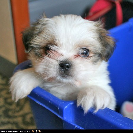 Cyoot Puppeh ob teh Day: Pleez 2 Halps... Iz Stuck