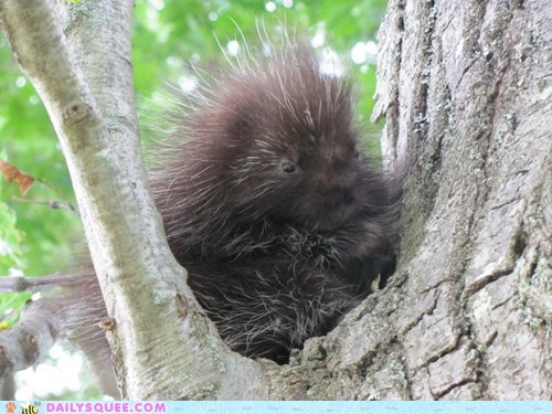 Sleepy Spiny Friend
