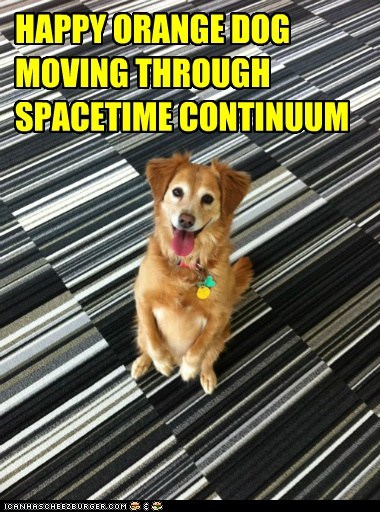 HAPPY ORANGE DOG 