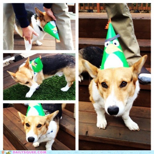 Acting Like Animals: Birthdays Are Confusing...