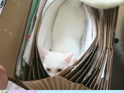 Acting Like Animals: File Under 'F'