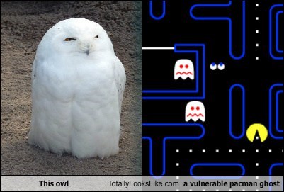 This Owl Totally Looks Like a Vulnerable Pac-Man Ghost