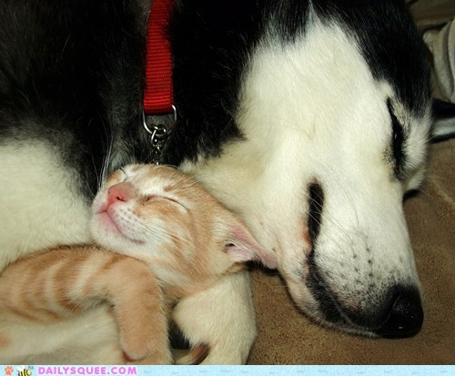 Reader Squees: Interspecies Cuddle Time