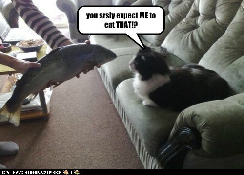not cat cat, attemps to eat a fish.