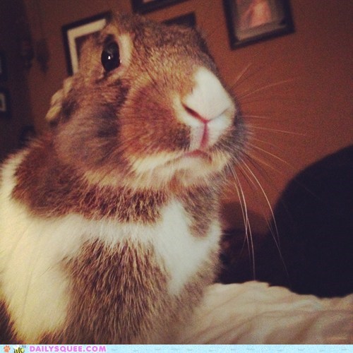 Reader Squees: Photogenic Bunbun