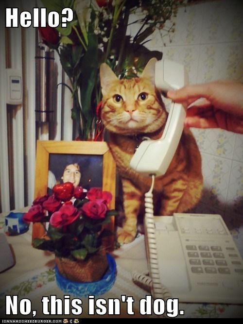 Hello?  No, this isn't dog.