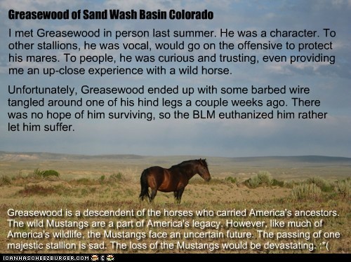 Greasewood (also known as Davy Greasewood, a.k.a. "Davy G.")  -- Wild Mustang Stallion of Sand Wash Basin Colorado