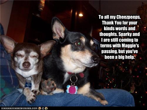 Thank you Cheezpeeps
