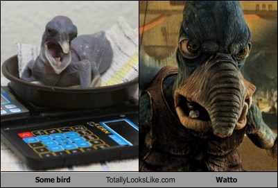 Some bird Totally Looks Like Watto