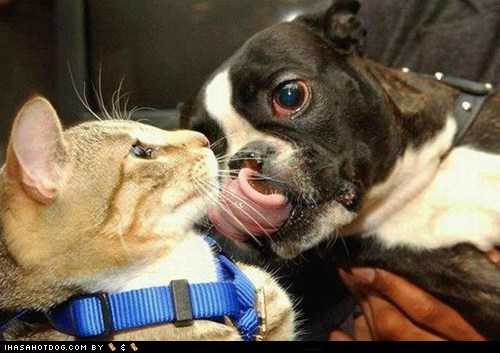 Kittehs R Owr Friends: OMG ITZ KISSIN' MEH!