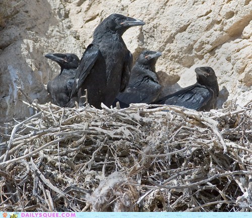 Squee Spree: The Nest is Not at All Empty