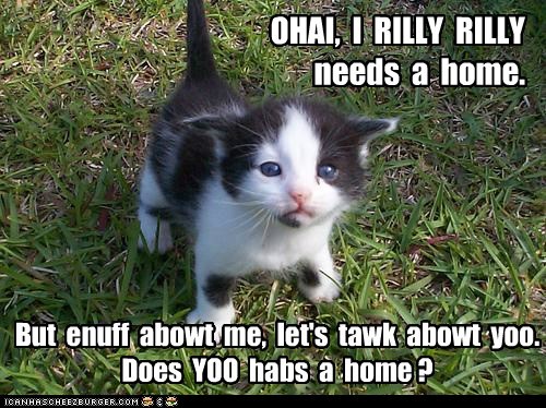 OHAI,  I  RILLY  RILLY  needs  a  home.