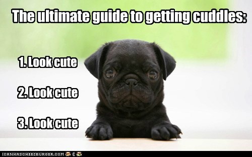 The ultimate guide to getting cuddles: