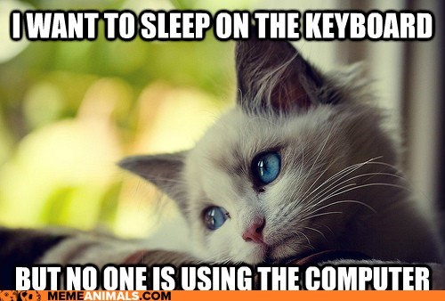 First World Cat Problems: Don't You Have Email to Check?  Statuses to Update?  LOLz to Make?