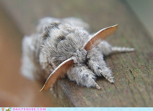 Creepicute: Like a Moth to Fluff