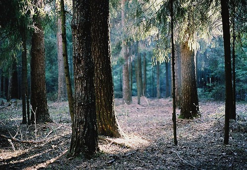 The Calm Forest