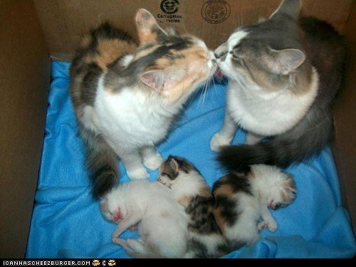 Cyoot Kittehs of teh Day: Our First Family Portrait