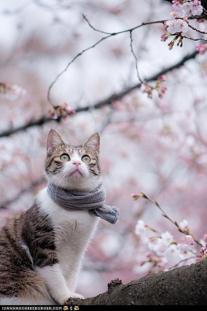 Cyoot Kitteh of teh Day: I Can Has Modeling Career?