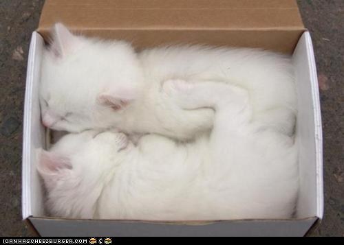 Cyoot Kittehs of teh Day: These Aren't the Shoes I Ordered!