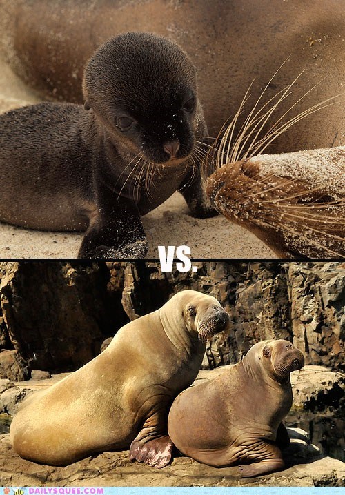 Squee Spree: Sea Lions Vs. Walruses!