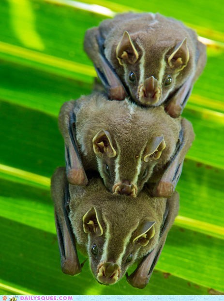 Bats of a Feather...
