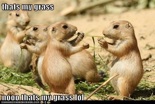 thats my grass  nooo thats my grass lol